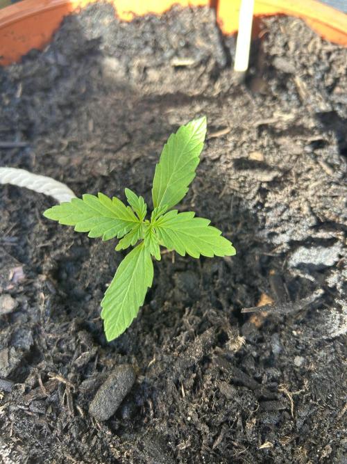2026 Wedding Cake Auto. Week 3