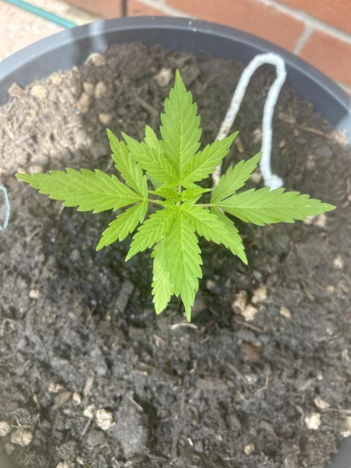 2026 LSD Auto. Week 4