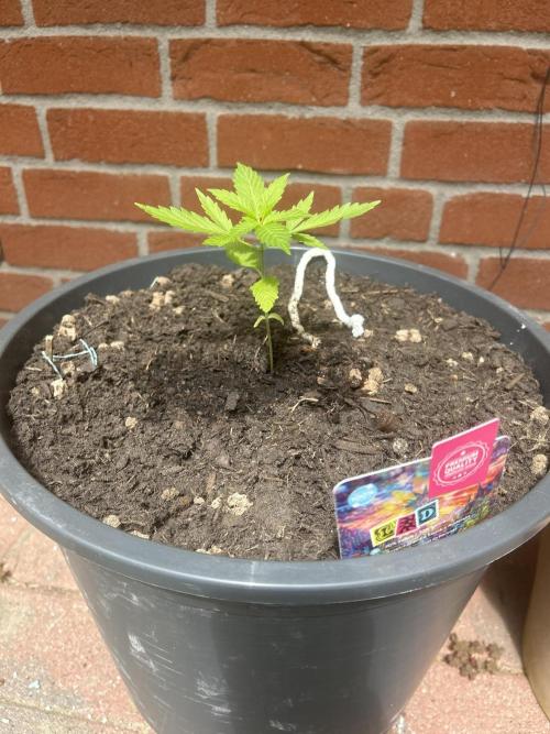2026 LSD Auto. Week 4