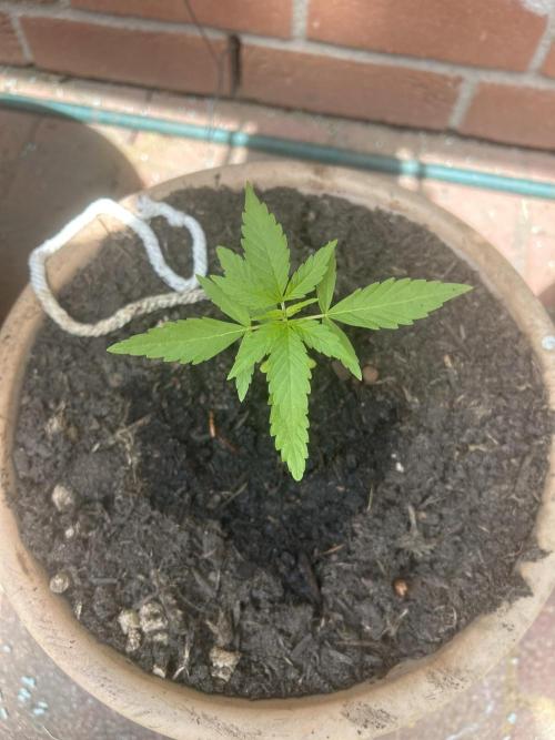2026 LSD Auto. Week 4
