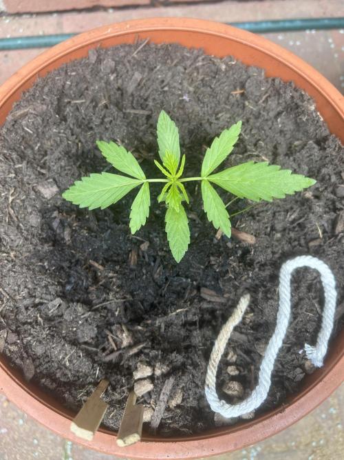 2026 Wedding Cake Auto. Week 4