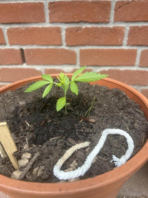 2026 Wedding Cake Auto. Week 4