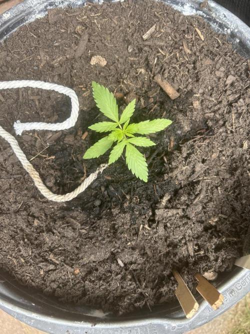2026 Wedding Cake Auto. Week 4