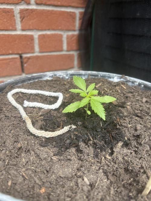 2026 Wedding Cake Auto. Week 4