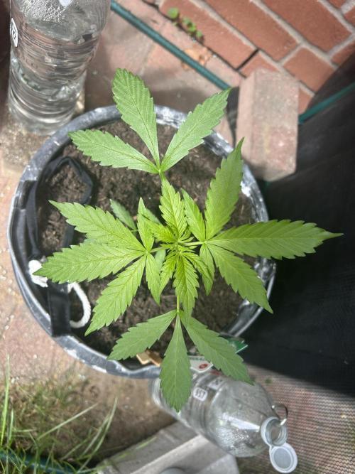 2026 Wedding Cake Auto. Week 6