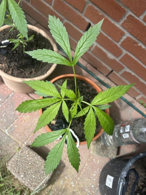 2026 Wedding Cake Auto. Week 6