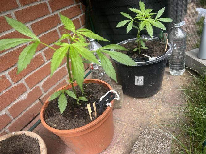 Wedding Cake Automatic. Week 6