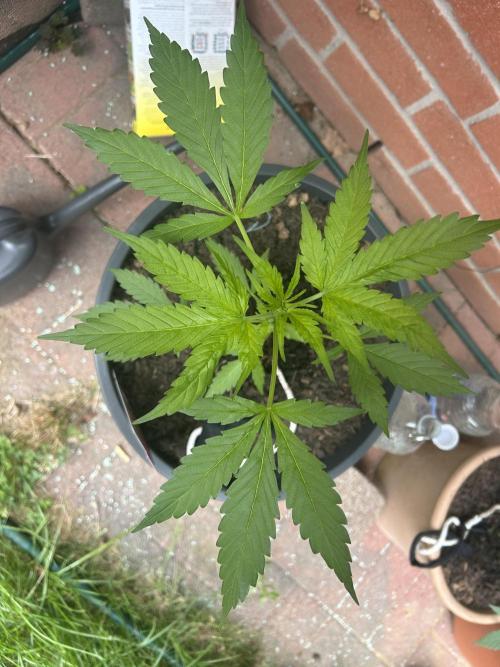 2026 LSD Auto. Week 6
