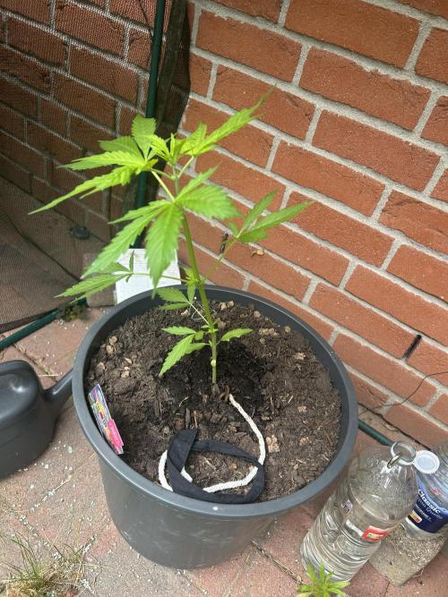 2026 LSD Auto. Week 6