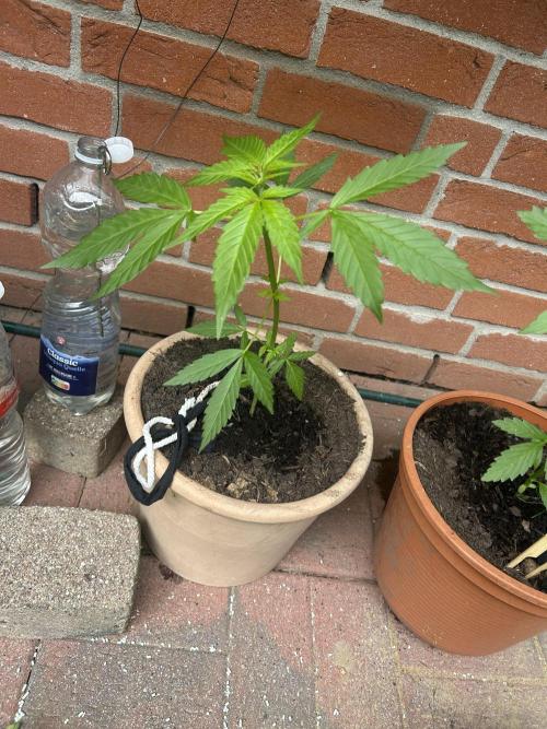 2026 LSD Auto. Week 6