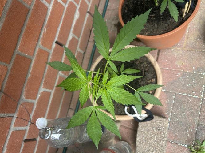 2026 LSD Auto. Week 6