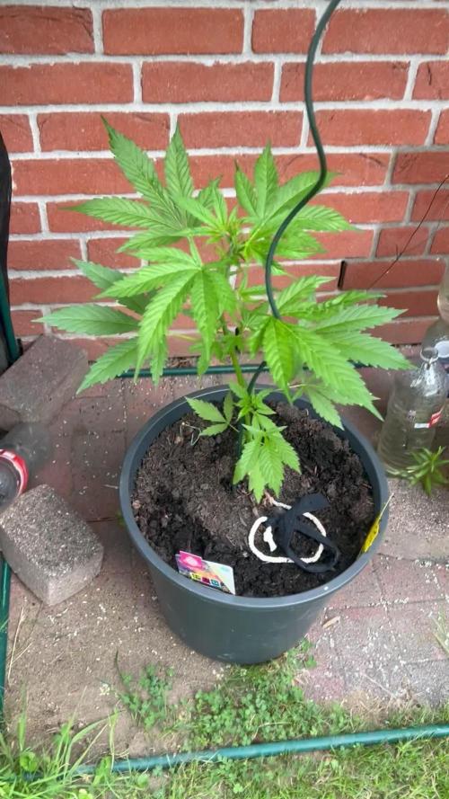 2026 LSD Auto