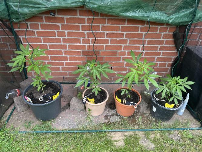 2026 LSD Auto. Week 7