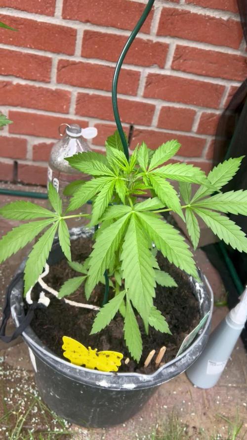 2026 Wedding Cake Auto