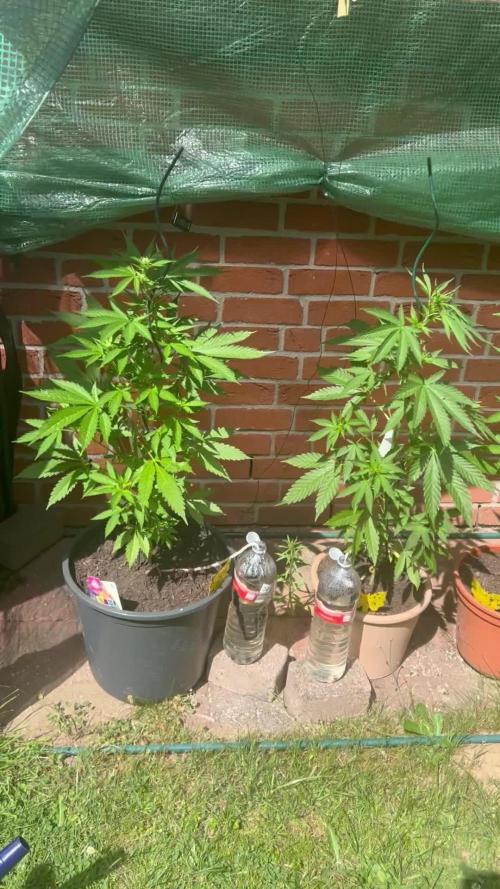 2026 LSD Auto