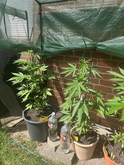 2026 LSD Auto. Week 8