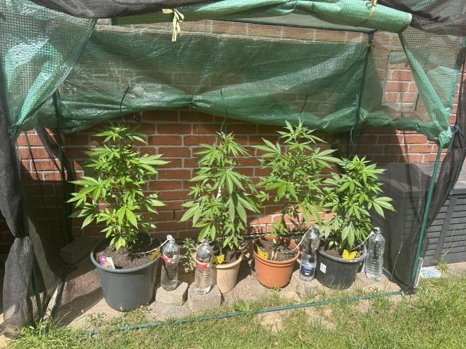 2026 LSD Auto. Week 8
