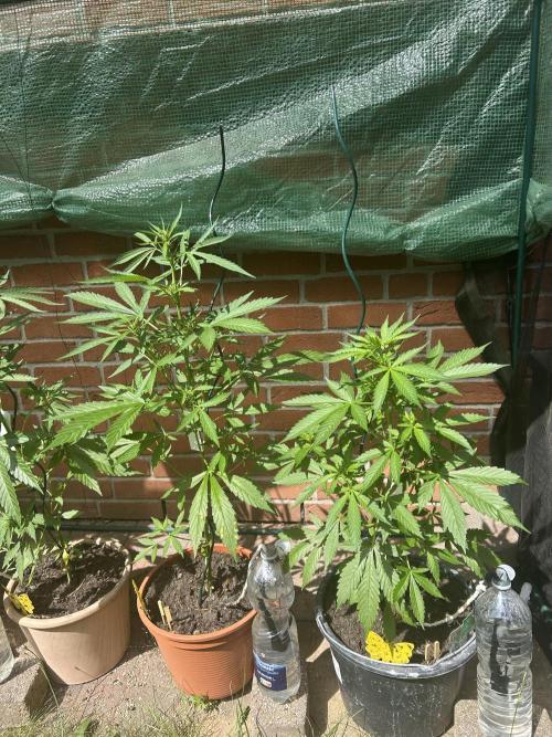 2026 Wedding Cake Auto. Week 8