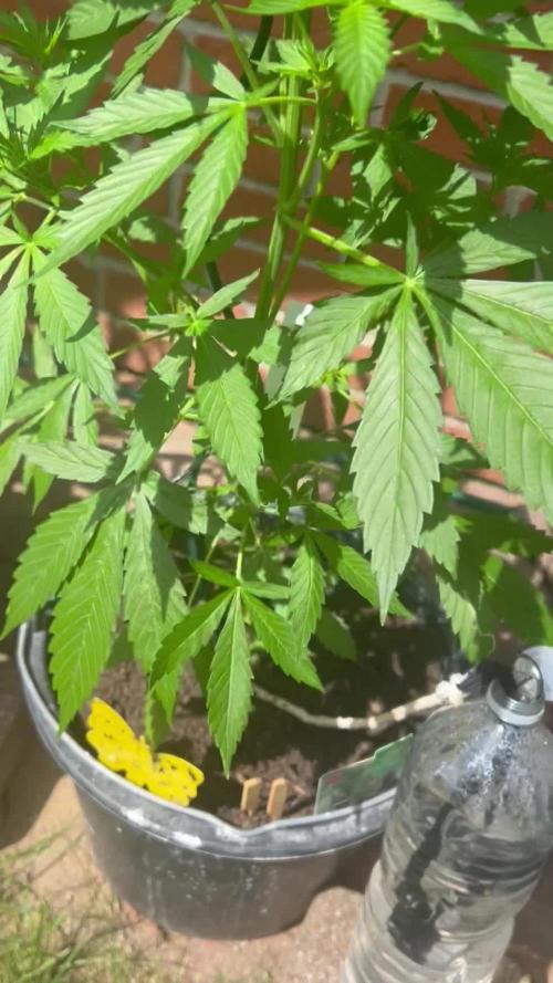 2026 Wedding Cake Auto