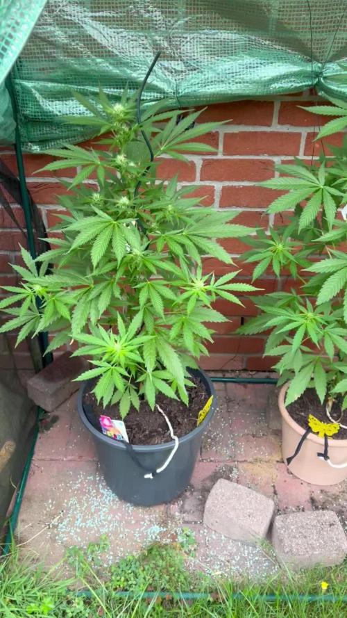 2026 LSD Auto