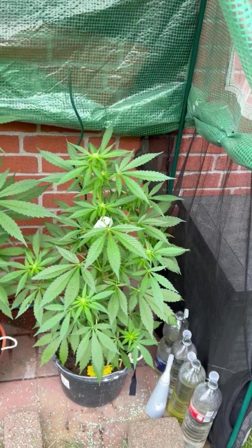 2026 Wedding Cake Auto