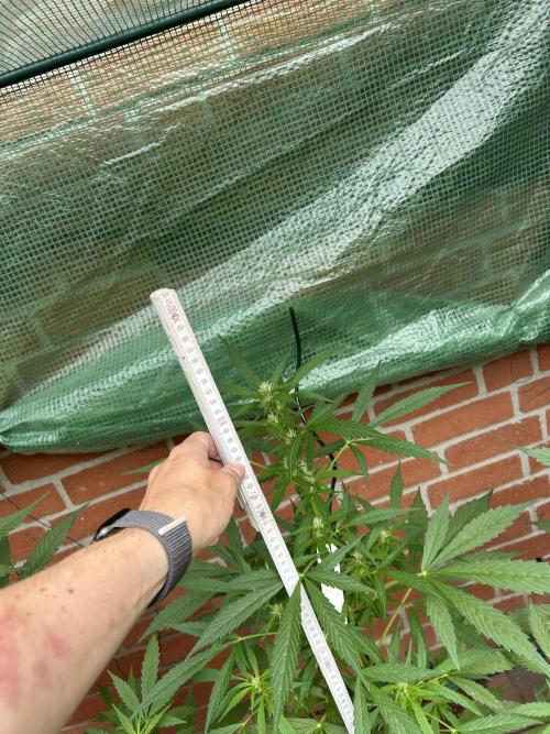 Wedding Cake Automatic. Week 9