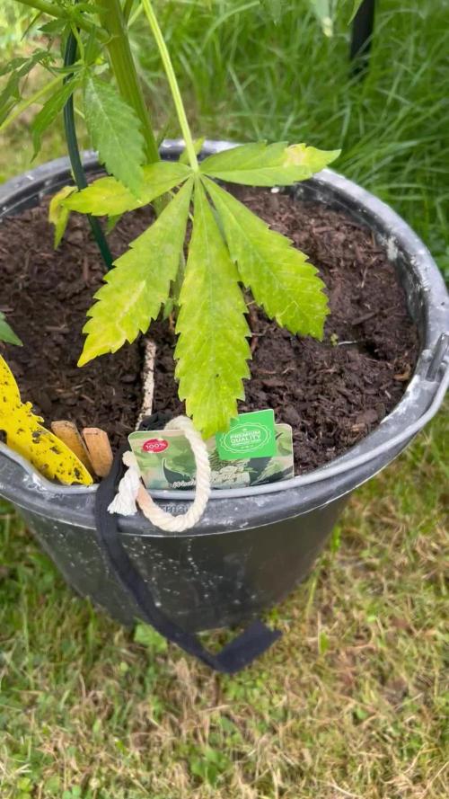 2026 Wedding Cake Auto