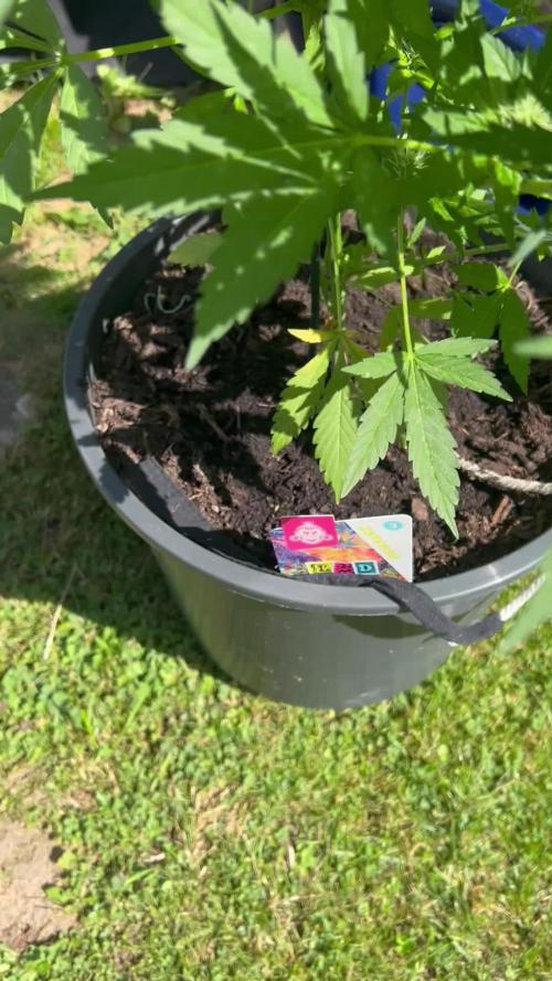 2026 LSD Auto