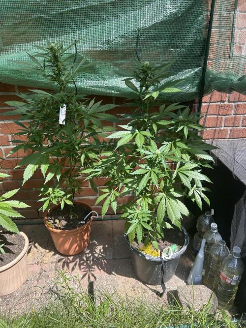 2026 Wedding Cake Auto. Week 10