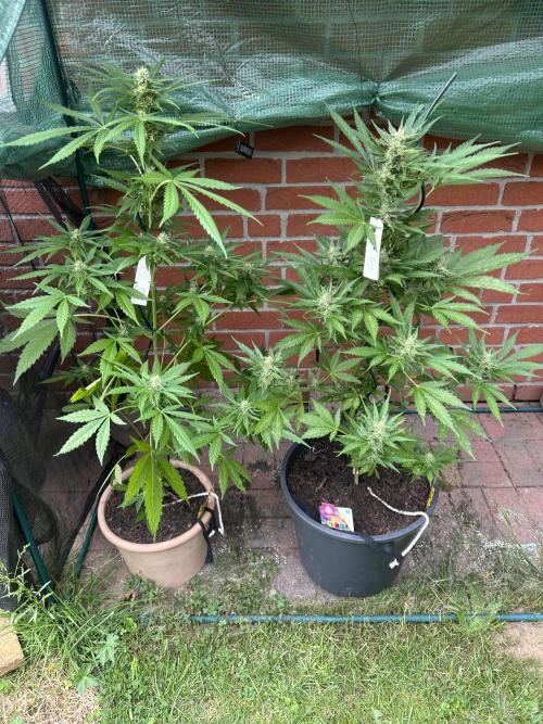 2026 LSD Auto. Week 11
