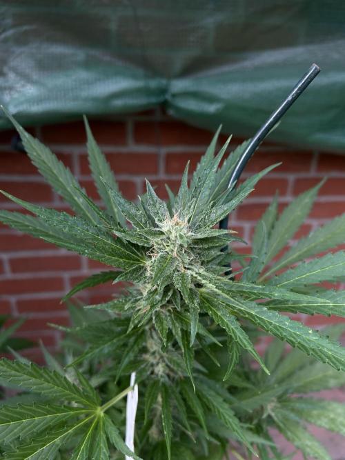 2026 LSD Auto. Week 11