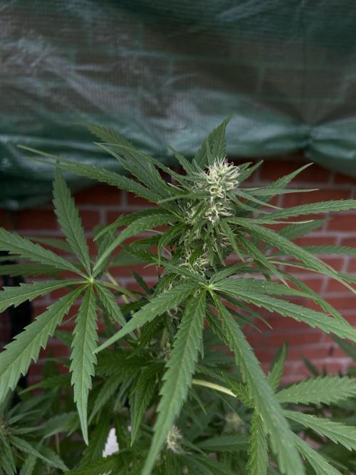 2026 LSD Auto. Week 11