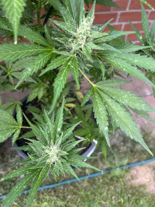 2026 LSD Auto. Week 11