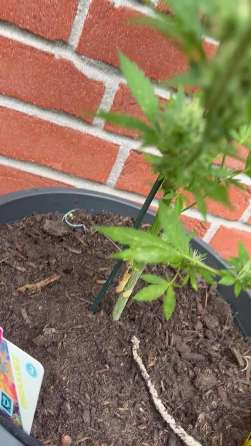 2026 LSD Auto