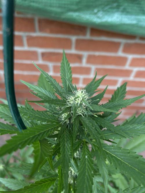 2026 Wedding Cake Auto. Week 11