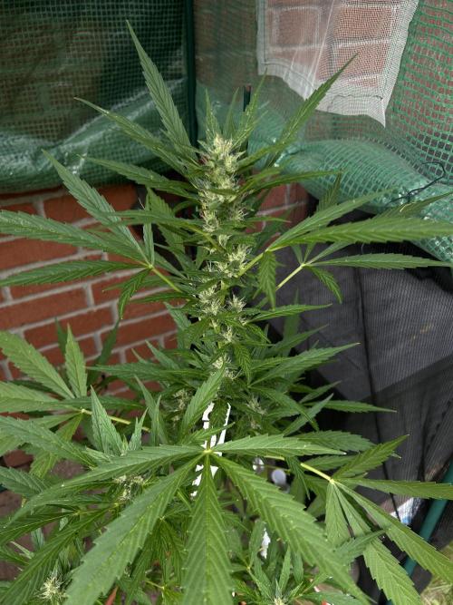 2026 Wedding Cake Auto. Week 11