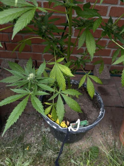 2026 Wedding Cake Auto. Week 11