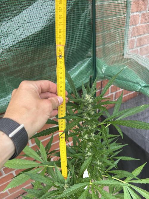 2026 Wedding Cake Auto. Week 11