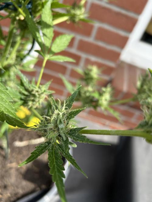 2026 LSD Auto. Week 12