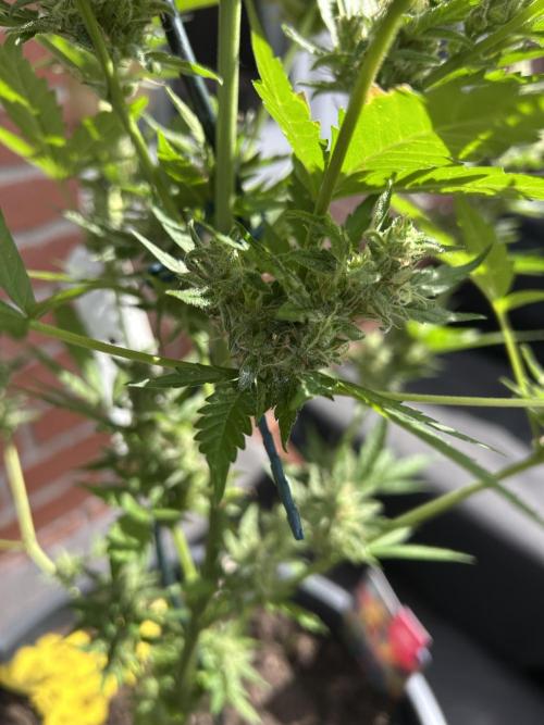 2026 LSD Auto. Week 12