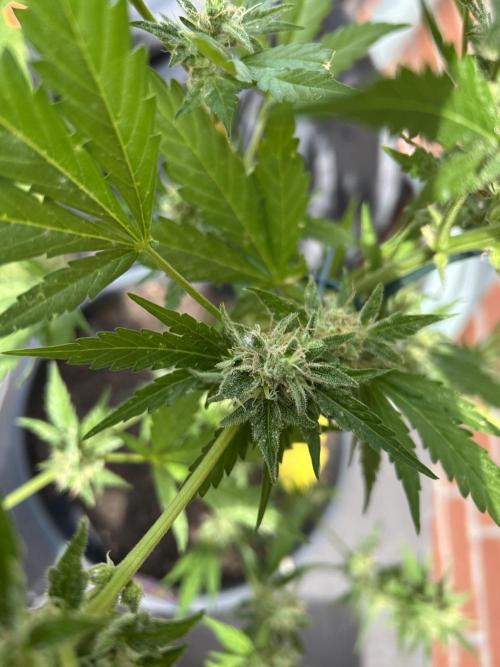 2026 LSD Auto. Week 12
