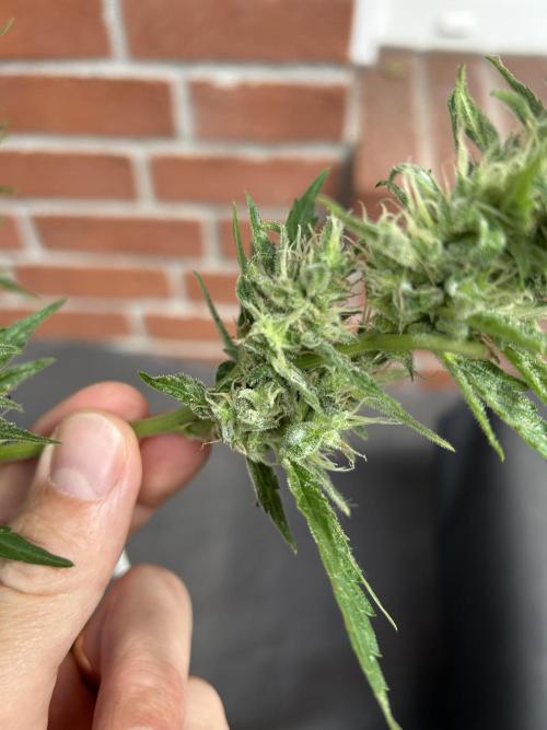 2026 LSD Auto. Week 12