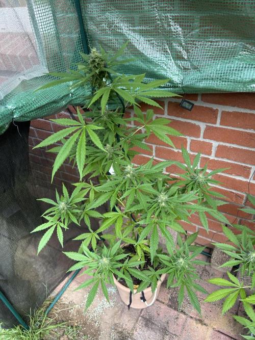 2026 LSD Auto. Week 12