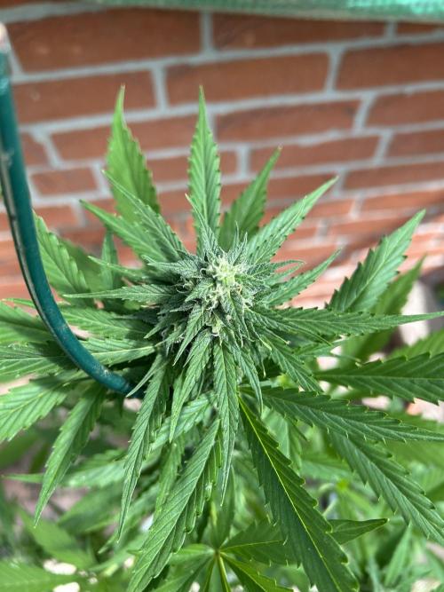 2026 Wedding Cake Auto. Week 12