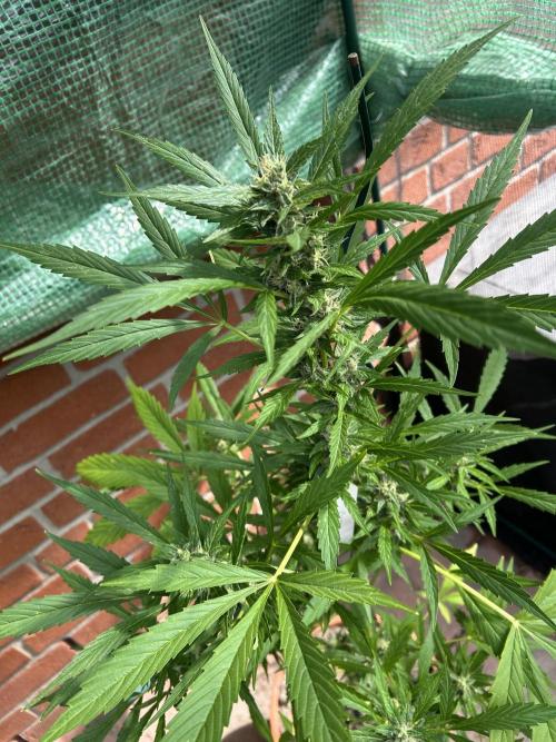 2026 Wedding Cake Auto. Week 12