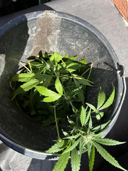 2026 Wedding Cake Auto. Week 12