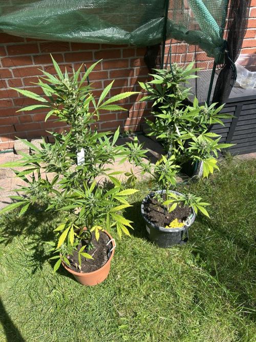 2026 Wedding Cake Auto. Week 13