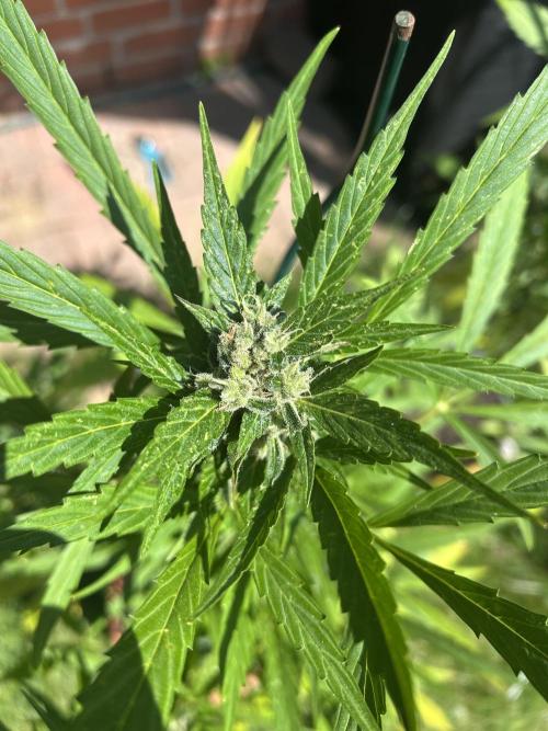 2026 Wedding Cake Auto. Week 13