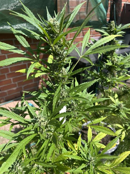 2026 Wedding Cake Auto. Week 13