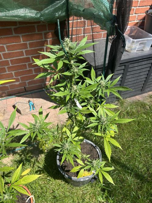 2026 Wedding Cake Auto. Week 13